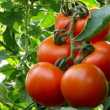 Pomidory bez zarazy! 4 zasady przeciwko groźnej chorobie naszego czytelnika