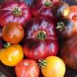 Pomidory - „gnomy” do mini-ogrodu: 15 odmian z opisem i zdjęciem