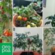 Uprawa pomidorów w mieszkaniu w zimie - osobiste doświadczenia z wnioskami i odmianami